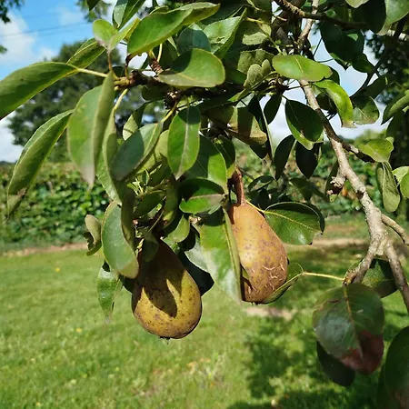 Le De La Haie Portee *