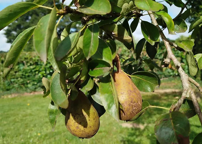 Le De La Haie Portée *